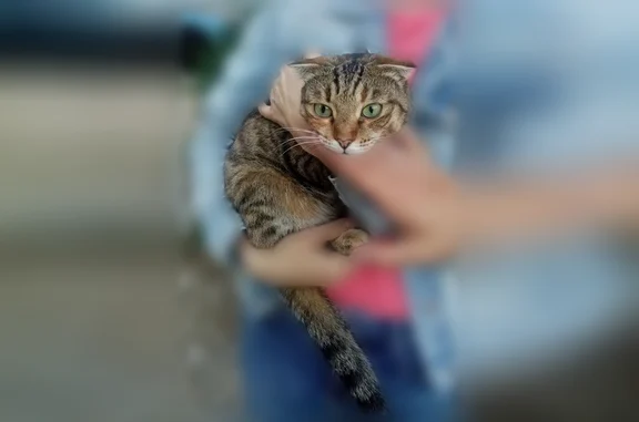 Найдена кошка, Волгоград, фото: Найдена кошка, Дзержинский район, Волгоград — породистая кошечка