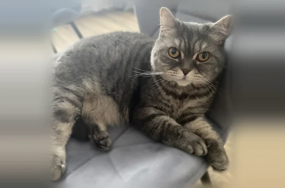 Пропала кошка, Салмышская, Оренбург — британка, 11 лет - photo
