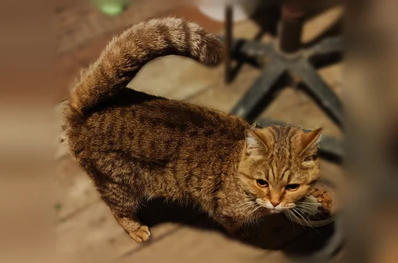 Найдена кошка, Одинцово, фото: Найдена кошка, Буденновское, д. 1, Одинцово — светло-коричневая с тёмно-коричневыми пятнами