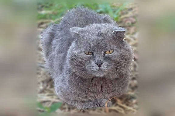 Объявления о пропавших и найденных животных, Воронеж, фото: Найдена кошка, Воронеж, Ленинский, Воронеж — породистая кошка, спокойная, сидит около дороги второй день