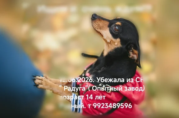 Пропала собака, Территория снт Радуга (г Екатеринбург), д. 152, Радуга Кс — цверг пинчер, чёрно-подпалая, 14 лет - photo