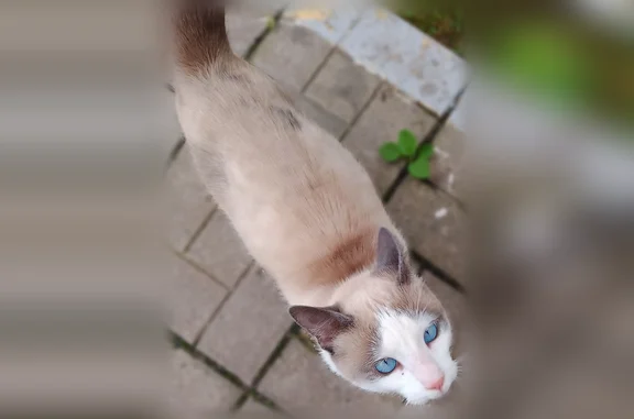 Найдена кошка, Великий Новгород, фото: Найдена кошка, Великий Новгород, Парковая, д. 7 — светло-пепельная, идёт на контакт