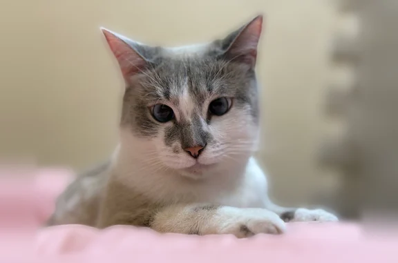 Пропала кошка, Новоуральская, Тюмень — небольшое косоглазие - photo