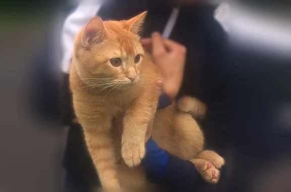 Найдена кошка, Москва, фото: Найдена кошка, Москва, Большая Филёвская, д. 23 4 — рыжая, контактная