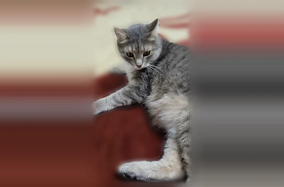 Пропала кошка, Центральная, Белебей — упитанный взрослый кот - photo