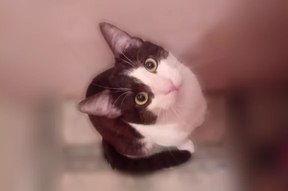 Кошки потеряшки, Шомиково, фото: Потеряшка кошка, Деревня Шомиково, Шомиково — чёрно-белый окрас, салатовые глазки