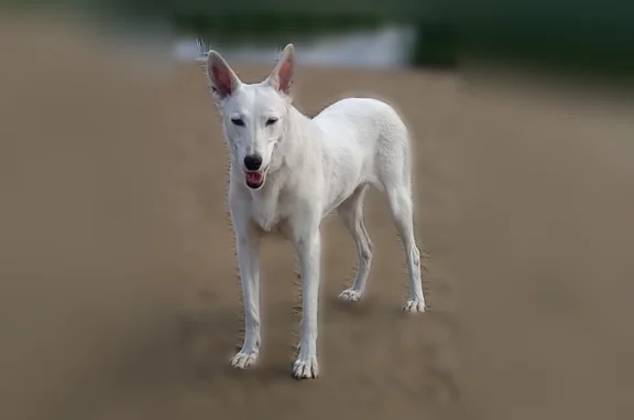 Пропала собака, Район Приморский (г Санкт-Петербург), 1-я Полянская, д. 19, Санкт-Петербург — не агрессивна, глухая, есть чип - photo