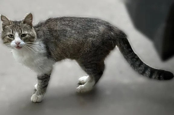 Найдена кошка, Ярославль, Чкалова, д. 21 — котик с белой грудкой, полосатым хвостом - photo