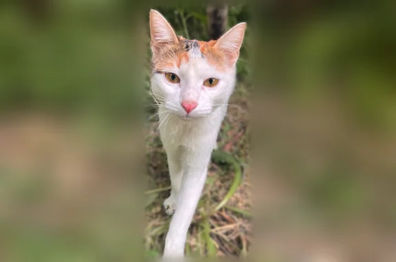 Найдена кошка, Краснооктябрьский, фото: Найдена кошка, Волгоград, им. Хользунова, д. 10 — трёхцветка, очень ласковая