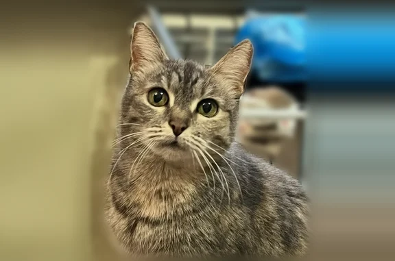 Пропала кошка, Токмакова, Чебоксары — вышла из дома и не вернулась - photo