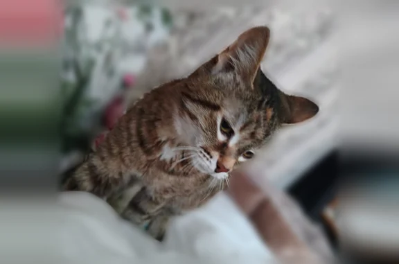 Пропала кошка, Территория снт Родничок-1 — табби, 13 лет, очень пугливая - photo