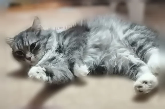 Пропала кошка, Томск, Севастопольская, д. 144 — кошка, 6 лет - photo