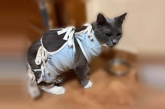 Найдена кошка, Коньково, фото: Найдена кошка, Район Коньково (г Москва), Профсоюзная, д. 114 3, Коньково — серая с белой грудкой, после операции