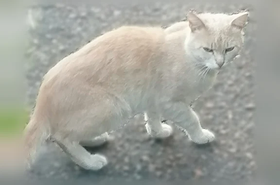 Найдена кошка, Брянск, фото: Найдена кошка, Брянск, Богдана Хмельницкого, д. 73 — пугливая, бродит во дворе