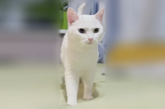 Пропала кошка, Ленина, д. 38, Сургут — белая шерсть, глаза разных цветов - photo