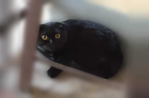 Найдена кошка, Одинцово, фото: Найдена кошка, Одинцово, 1-я Вокзальная, д. 69, Одинцово — чёрная, по виду породистая