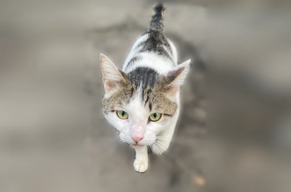 Найдена кошка, Пермь, фото: Найдена кошка, Космонавта Леонова, Пермь — сейчас в гаражном кооперативе на улице Ягодной