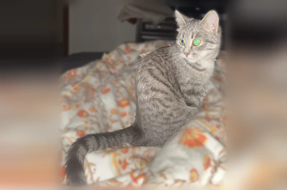 Пропала кошка, Пермь — серая, молодая, добрая, игривая - photo