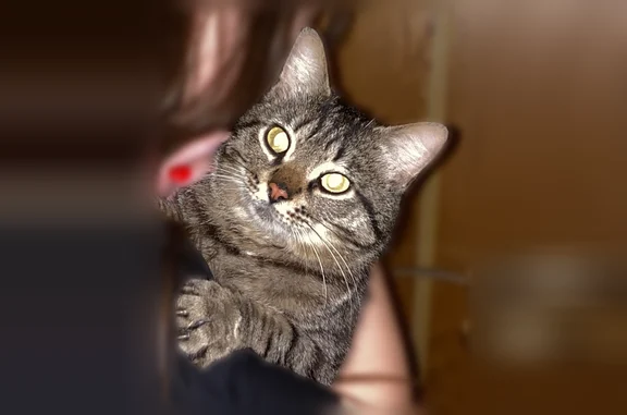 Найдена кошка, Краснодар, фото: Найдена кошка, Краснодар, им. Буденного, д. 20 — очень ласковая, после операции на задней лапке