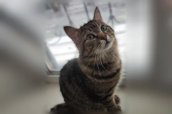 Пропала кошка, Тюмень — короткий хвост, не даётся на руки - photo