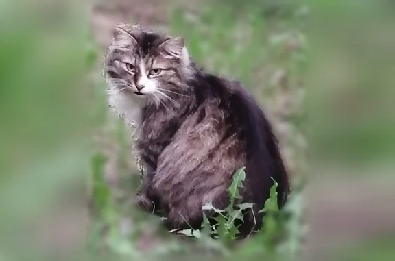 Пропала кошка, Верхний Тагил, Горняков, д. 70, Верхний Тагил - photo