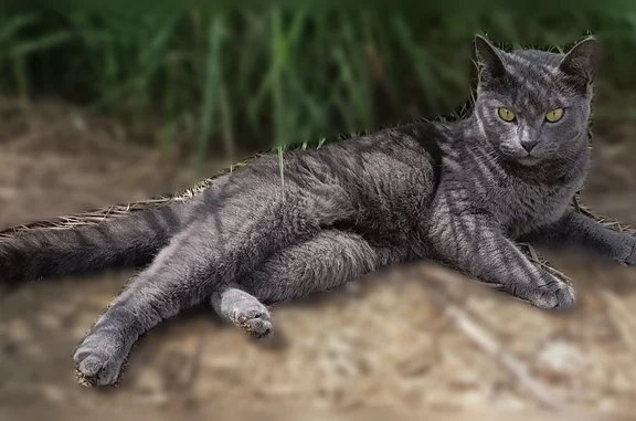 Найдена кошка, Владимир, фото: Найдена кошка, Владимир — серого цвета, золотые глаза