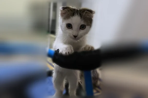 Пропала кошка, Невинномысск — британский вислоухий котёнок мальчик, 6 месяцев - photo