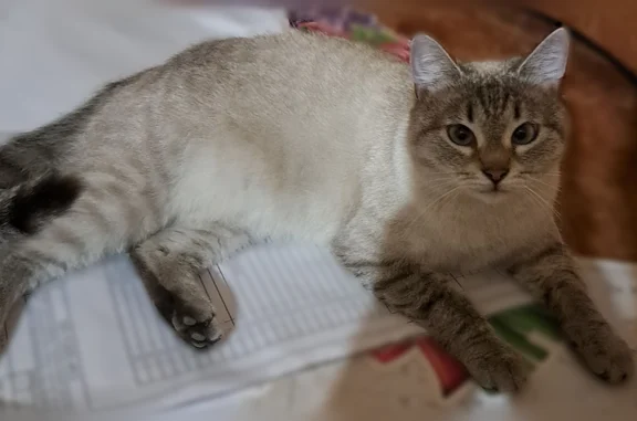 Пропала кошка, Поселок городского типа Красномайский (г Вышний Волочек), Новая, д. 23, Красномайский — дымчатая, спокойная, добрая - photo