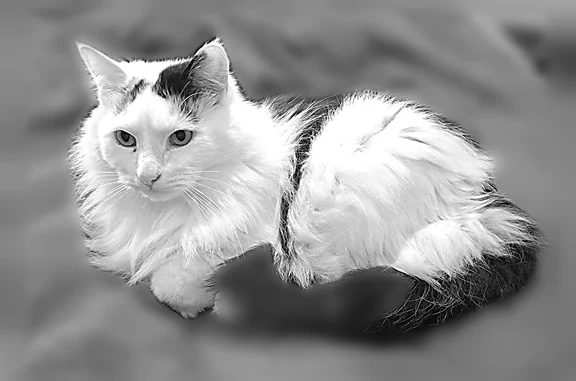 Пропала кошка, Северная, Северодвинск — бело-черная, пушистая - photo