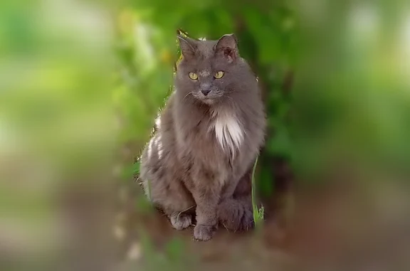 Кошки потеряшки, Ухта, фото: Потеряшка кошка, Ухта, Интернациональная, д. 57 — серый, старый, пушистый