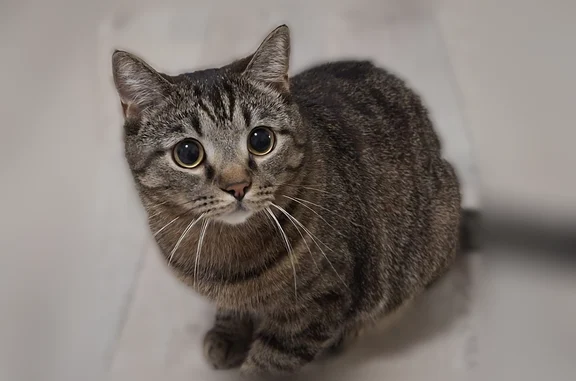 Пропала кошка, Спартака, д. 19, Кемерово — коричневый кот, 2 года, без ошейника - photo
