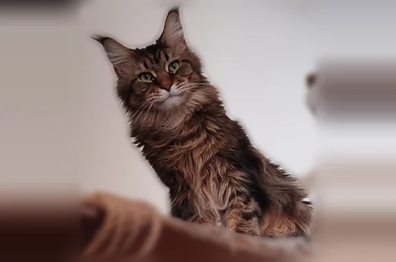 Пропала кошка, Елочная, Челябинск — крупный кот мейн-кун, желто-зеленые глаза - photo