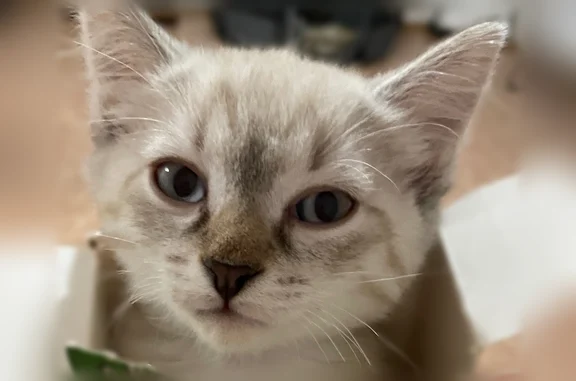 Пропала кошка, Куйбышев, Южный, д. 12, Куйбышев — сиамский кот, голубые глаза - photo