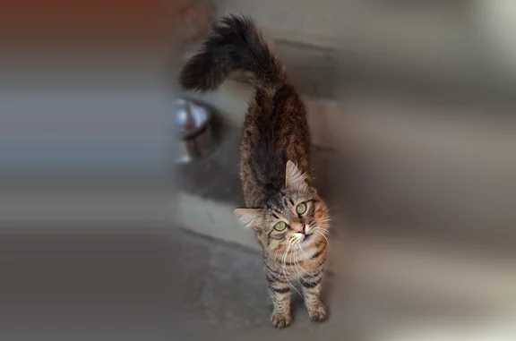 Найдена кошка, Чебоксары, фото: Найдена кошка, Альгешево (остановка Березовая), Чебоксары — очень ласковая, просится в дом