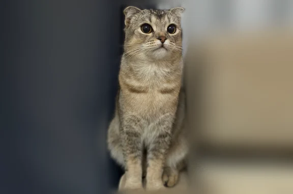Пропала кошка, Хасавюрт — вислоухая шотландская, очень пугливая - photo