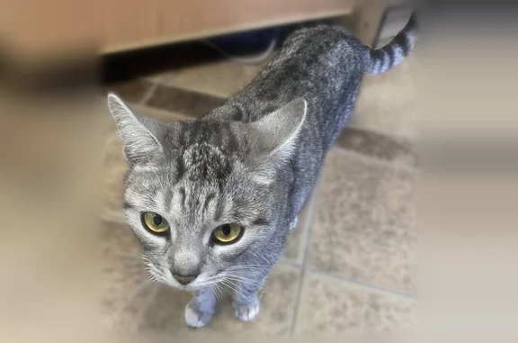 Найдена кошка, Мыза, фото: Найдена кошка, Деревня Мыза, Мыза — кастрированная, на вид домашняя