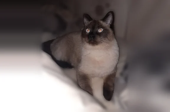 Пропала кошка, Пионерстроя, д. 6, Санкт-Петербург — может кусаться - photo