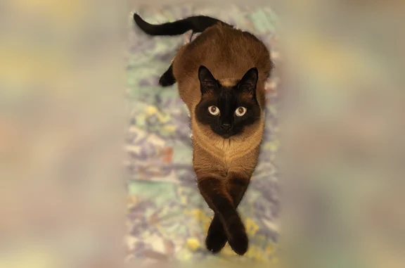 Пропала кошка, Рождественская, Барнаул — кот домашний, на улице не бывает - photo