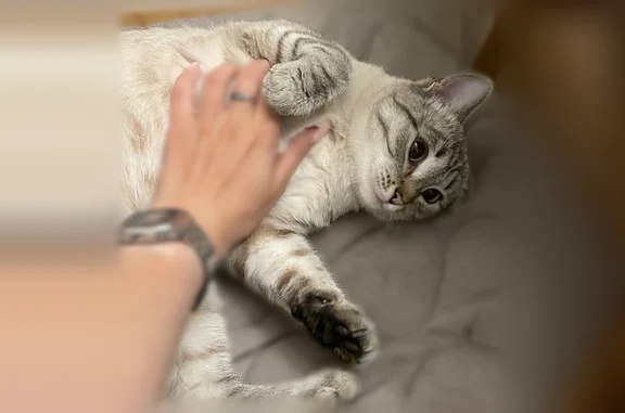 Кошки потеряшки, Тула, фото: Потеряшка кошка, Тула, Свободы, д. 17 — возраст около 1 года