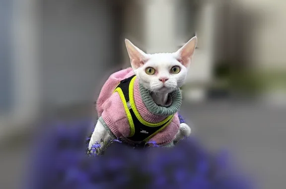 Пропала кошка, Котельники, Кузьминская, д. 19, Котельники — белая кудрявая кошечка, зелёные глаза - photo