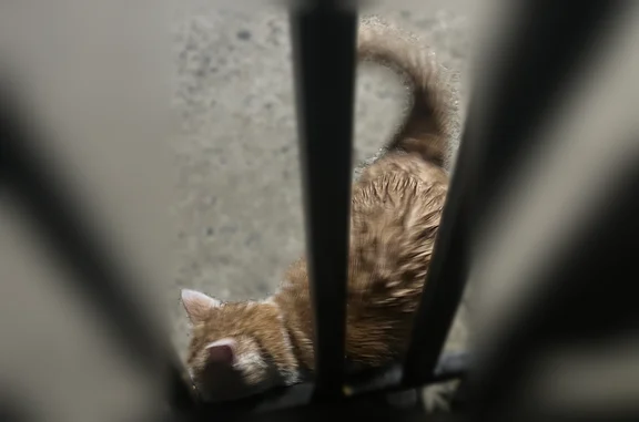 Найдена кошка, Ставрополь, фото: Найдена кошка, Ставрополь, 50 лет ВЛКСМ, д. 52/2 и 58/1 между этими домами где магнит — серый ошейник, рыжая с белыми