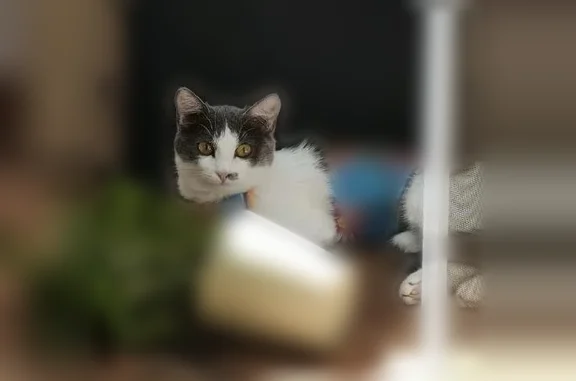 Кошки потеряшки, Уфа, фото: Потеряшка кошка, Набережная р. Уфы, д. 45/1, Уфа — миниатюрная молоденькая, шов после операции