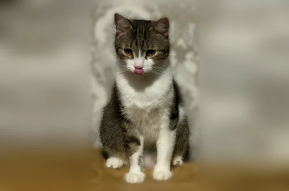 Кошки потеряшки, Уфа, фото: Потеряшка кошка, Уфа, Кирова, д. 99, Уфа — когда испуган, сидит в укромном месте и не даётся в руки