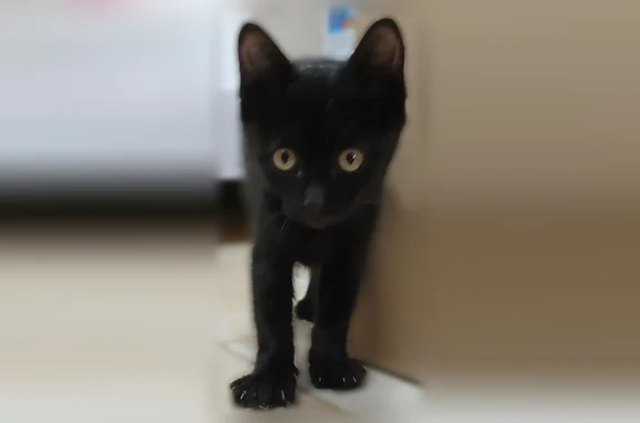Найдена кошка, Ставрополь, фото: Найдена кошка, Доваторцев, Ставрополь — чёрный котёнок, приучен к лотку