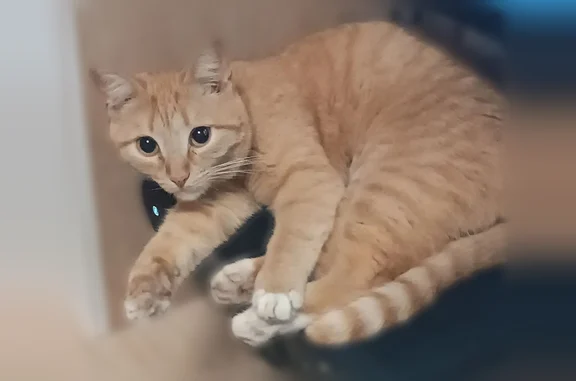 Пропала кошка, Кохма, Кочетовой, д. 53, Кохма — рыжая, с белыми лапками и белым животиком - photo