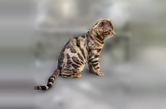 Найдена кошка, Ставрополь, фото: Найдена кошка, Ставрополь — бенгал