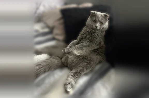 Пропала кошка, Пролетарская, Тверь — кот шотландский вислоухий, серый с белым пятном на животике - photo