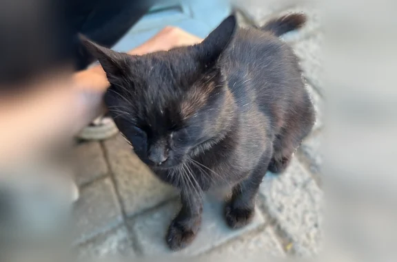 Найдена кошка, Петрозаводск, фото: Найдена кошка, Район Рыбка (г Петрозаводск), Пограничная, д. 11, Петрозаводск — чёрненькая, не боится людей