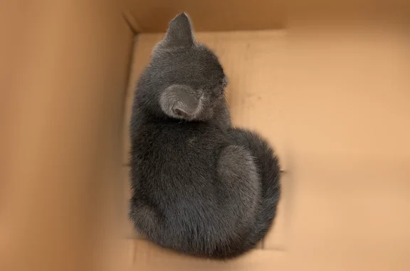 Найдена кошка, Уфа, фото: Найдена кошка, Мусы Джалиля, Уфа