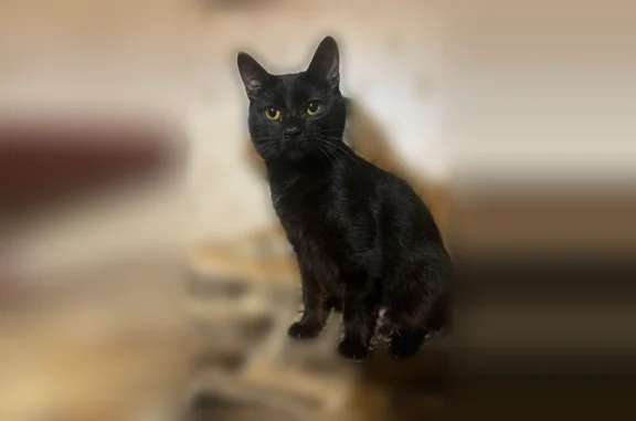 Пропала кошка, Чкалова, д. 94 А, Чита — стерилизованная - photo